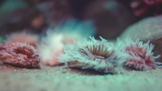 Attractive Flabellum Deludens Kinshi Corals Swaying Underwater On Opaque Background Inside The Aquarium In Numazu, Japan - Macro Shot