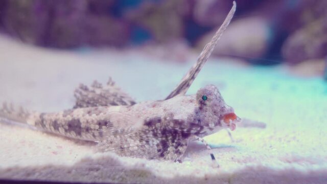 Fingered Dragonet (Dactylopus dactylopus) Crawling On The White Sand Inside The Aquarium In Numazu, Japan. - close up shot