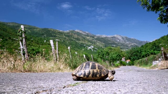 Close up of a tortoise slowly crossing an asphalt road in Montenegro with a wire fence next to the road and high mountains in the background. A turtle crossing a countryside road on a sunny day 4K.