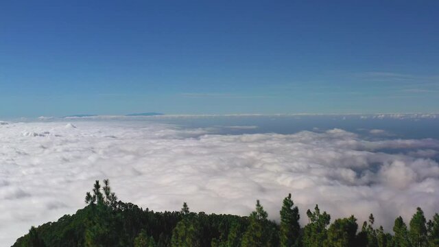 Zooming through two cycas trees on a scenic view from the Pico de Teide mountain on Canary Islands on a dense cloud inversion and green trees below. Dense cloud inversion below a mountain forest 4K.