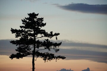 一本の松の木のシルエット、宮城県名取市/A lone pine tree survived the tsunami...