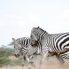 Fototapeta na wymiar A heard of Zebra (Equus quagga) fighting near a waterhole. Kenya. Square Composition.