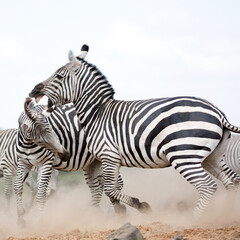 Obraz premium Słyszałem o walce Zebry (Equus quagga) w pobliżu wodopoju. Kenia. Kwadratowa kompozycja.