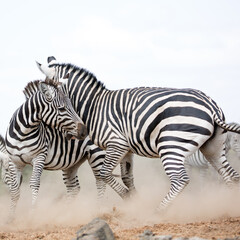 Obraz premium Słyszałem o walce Zebry (Equus quagga) w pobliżu wodopoju. Kenia.