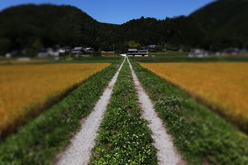 真っすぐに続く田舎道