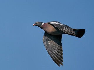 Common wood pigeon (Columba palumbus)