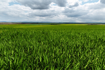 Farmland. Wheat field against blue sky with white clouds. Agriculture scene.