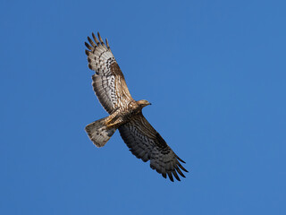 European honey buzzard (Pernis apivorus)