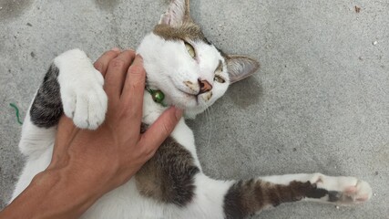 Cat hugging and looking at the owner