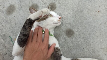 Cute cat flexing its paws
