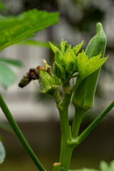 Growing okra (Abelmoschus esculentus)