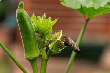 End of flower and growing fruit of okra plant
