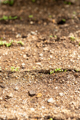 Budding of vegetable seeds in garden