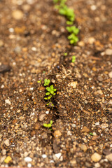 Budding of vegetable seeds in garden
