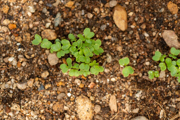 Budding of vegetable seeds in garden