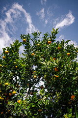 Fototapeta na wymiar mandarin tree with fruits