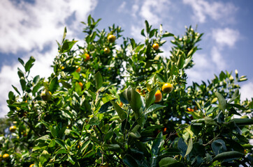 Fototapeta na wymiar Citrus fruit tree