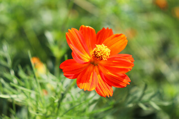 オレンジ コスモス 