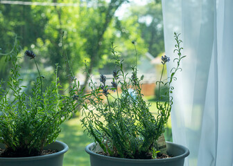 lavender in the window