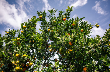 orange tree with blue sky