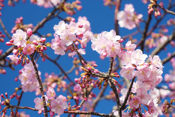 日本、三浦海岸の河津桜