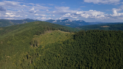 Wooded hills with deforested pine forests