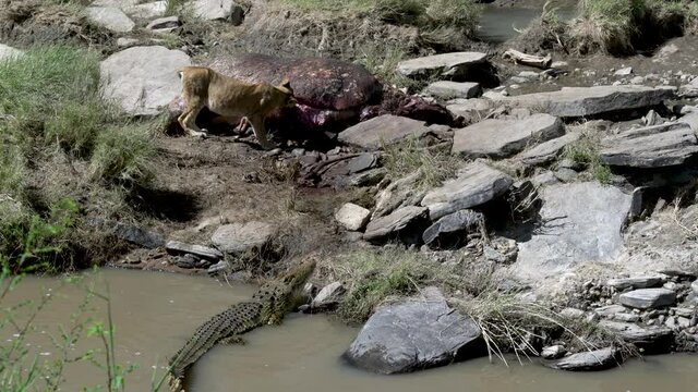 A big crocodile tries to approach a hippo carcass on which a young lion is feeding. The lion tries to chase away the crocodilea.