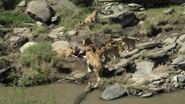 A lionness kicks away a crocodile from the hippo carcass that her pride is eating. The lionness puts her front paw on the crocodile's jaws . A rare shot taken in Masai Mara, Kenya.