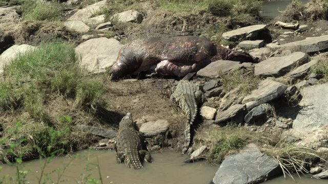 Two crocodiles slowly approach a hippo carcass lying near a stream  to tear off some bites of flesh. Masai Mara, Kenya.