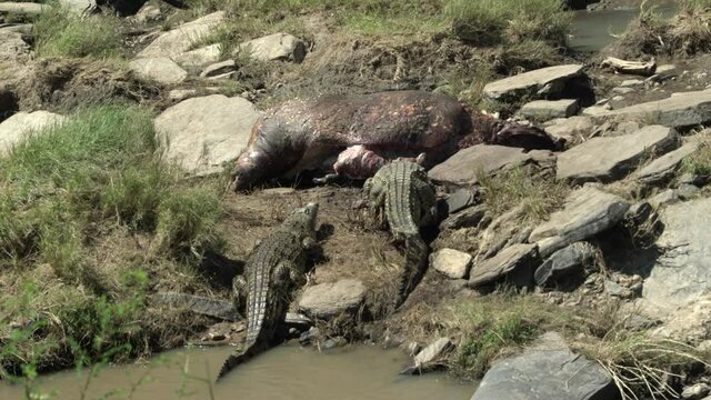A  lion rushes on two crocodiles that try to grab a bite from the carcass of a hippo. The lion forces them  to flee back in the river. Exceptional shot taken in Kenya.