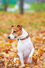 Jack Russell Terrier sitting.The dog looks away.Terrier on the background of autumn leaves