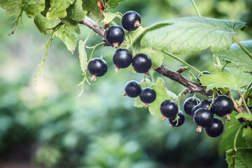 Black currants on bush growing in garden in summer day.