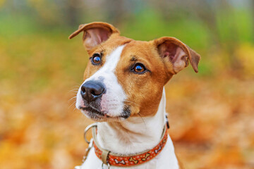 Close-up portrait of a Jack Russell Terrier.Terrier on the background of autumn leaves