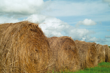 Rolls of hay are lying on the field. Close-up photo. The concept of harvesting forage in agriculture.