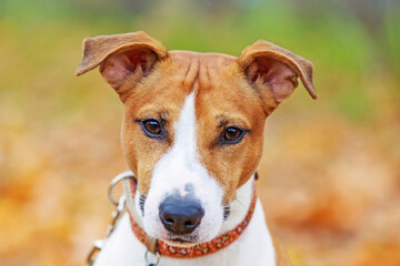 Close-up portrait of a Jack Russell Terrier.We look at the camera.Terrier on the background of autumn leaves