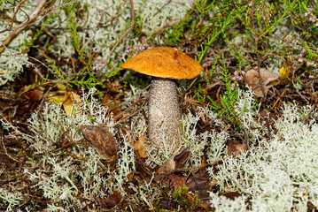 Edible orange-cap mushroom growing in green moss. Leccinum aurantiacum Harvesting mushrooms in forest. edible mushrooms in northern forests of europe.