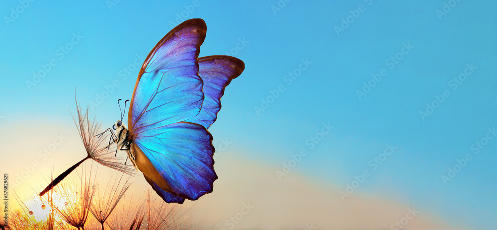 Aufkleber Natural pastel background. Morpho butterfly and dandelion. Seeds of a dandelion flower in drops of water on a background of sunrise. Copy spaces                         