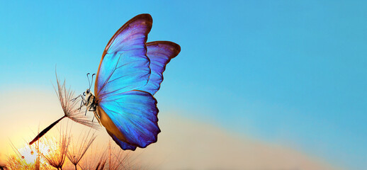 Natural pastel background. Morpho butterfly and dandelion. Seeds of a dandelion flower in drops of...