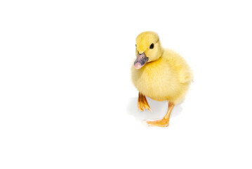 NewBorn little Cute yellow duckling isolated on white.