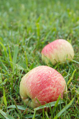 Red apples on green grass in the orchard
