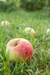 Red apples on green grass in the orchard
