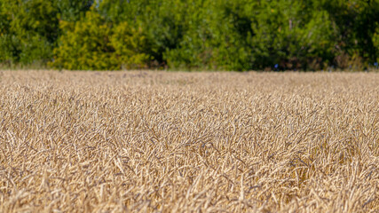 fields of ripe wheat during the autumn harvest