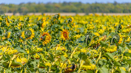 Obraz premium Field of sunflowers. One sunflower looks against all the others