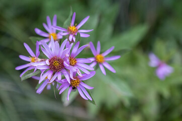 Obraz premium purple flower in the garden