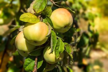 Ripe green apple on a branch with leaves in the garden. Harvest fruit apple tree. Selective focus. Green fruit background.