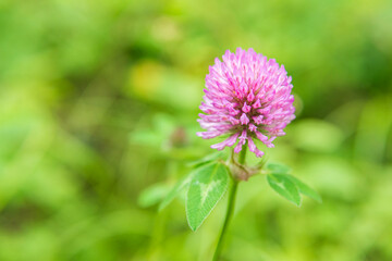 Closeup natural view of flower under summer sunlight with blurred background.