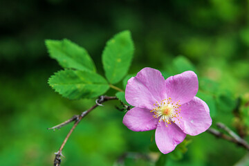 Closeup natural view of flower under summer sunlight with blurred background.