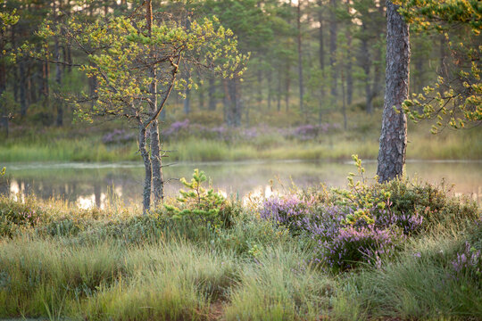 Early morning in Estonian bog in the end of summer