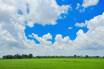 Thai rice field with cloudy sky background.