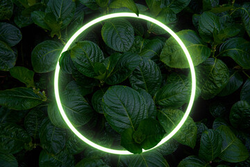 Fototapety  Beautiful and fresh green leaves with circle neon light